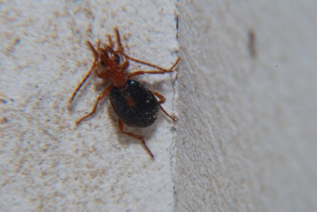 Carabidae: Brachinus sclopeta